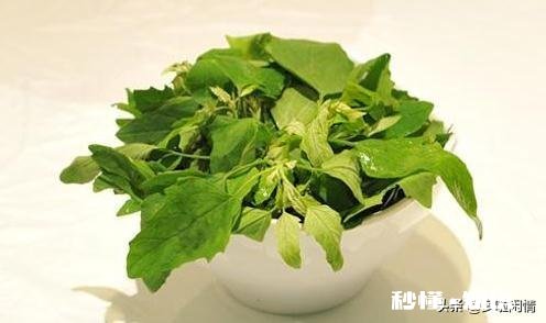 灰灰菜可以除口臭吗