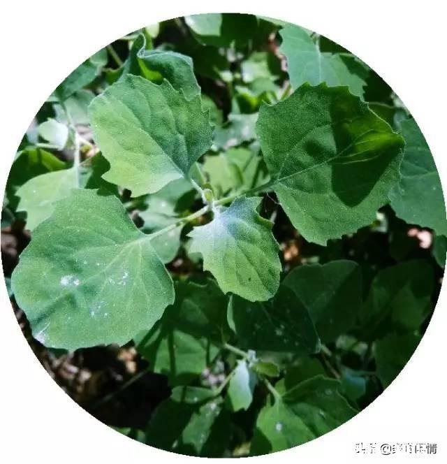 灰灰菜可以除口臭吗