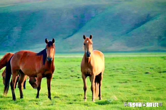 什么情况下，你会选择跟随旅行团旅行