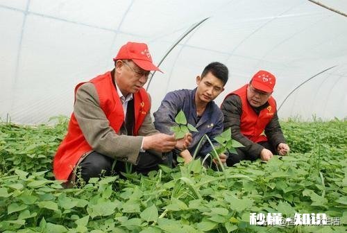 苕尖打什么药长的嫩