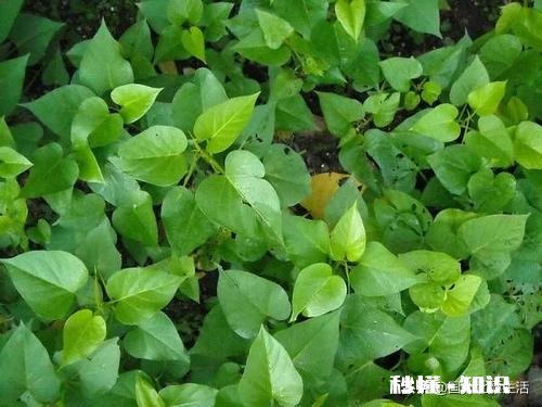 苕尖打什么药长的嫩