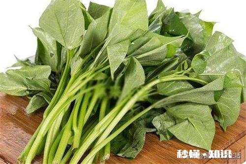 苕尖打什么药长的嫩