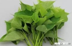 苕尖打什么药长的嫩