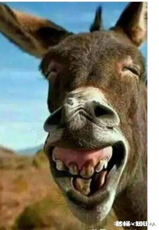 有没有不怕冰雹灾害的农作物