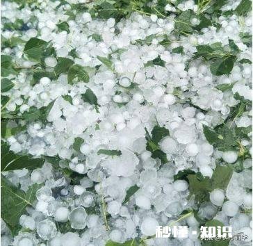 有没有不怕冰雹灾害的农作物