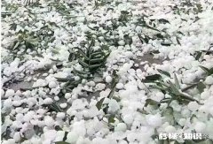 有没有不怕冰雹灾害的农作物