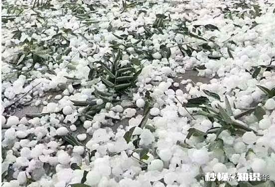 有没有不怕冰雹灾害的农作物