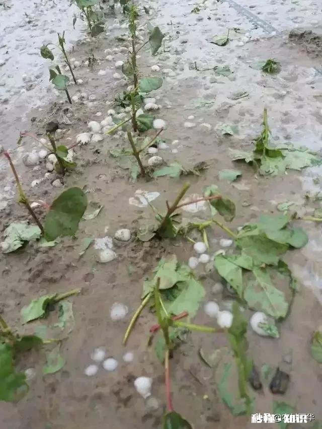 有没有不怕冰雹灾害的农作物