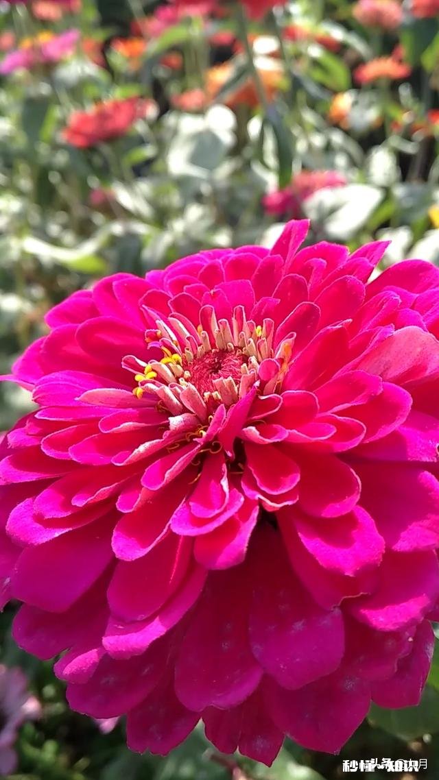 人为什么明知道是错，但还是要去犯错