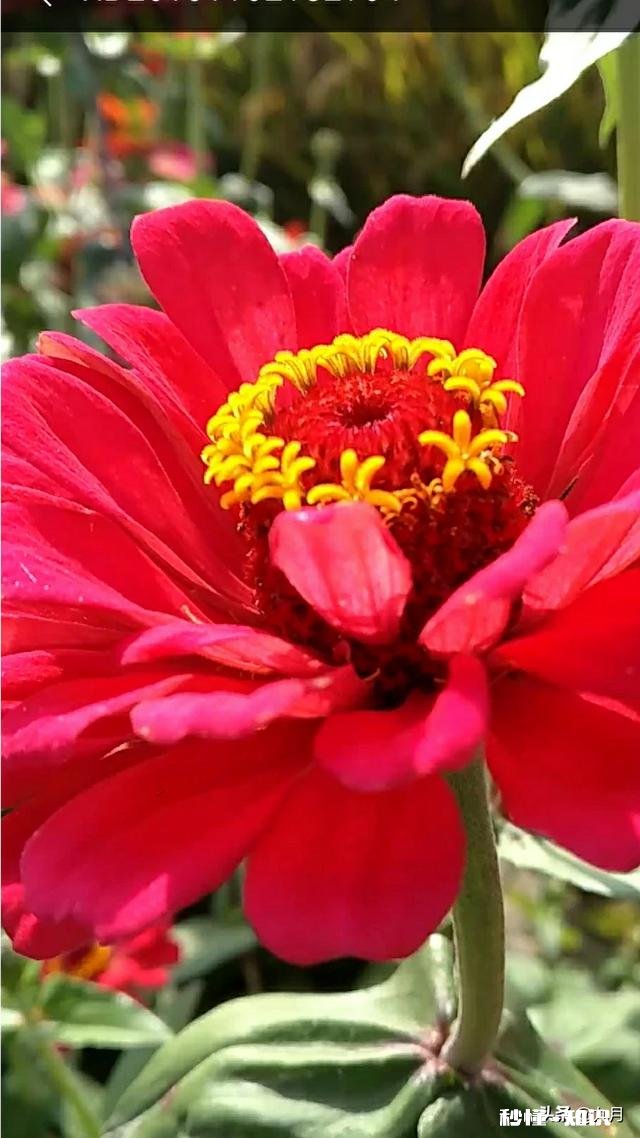 人为什么明知道是错，但还是要去犯错