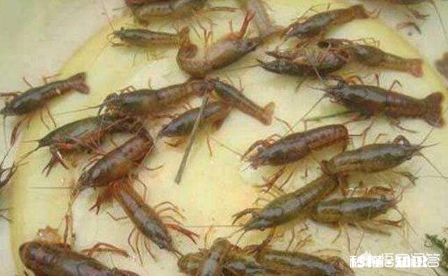 小龙虾幼苗要多少天长成三到五公分