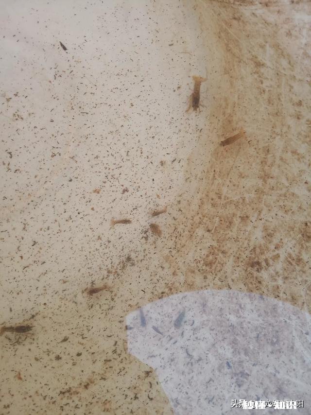 小龙虾幼苗要多少天长成三到五公分