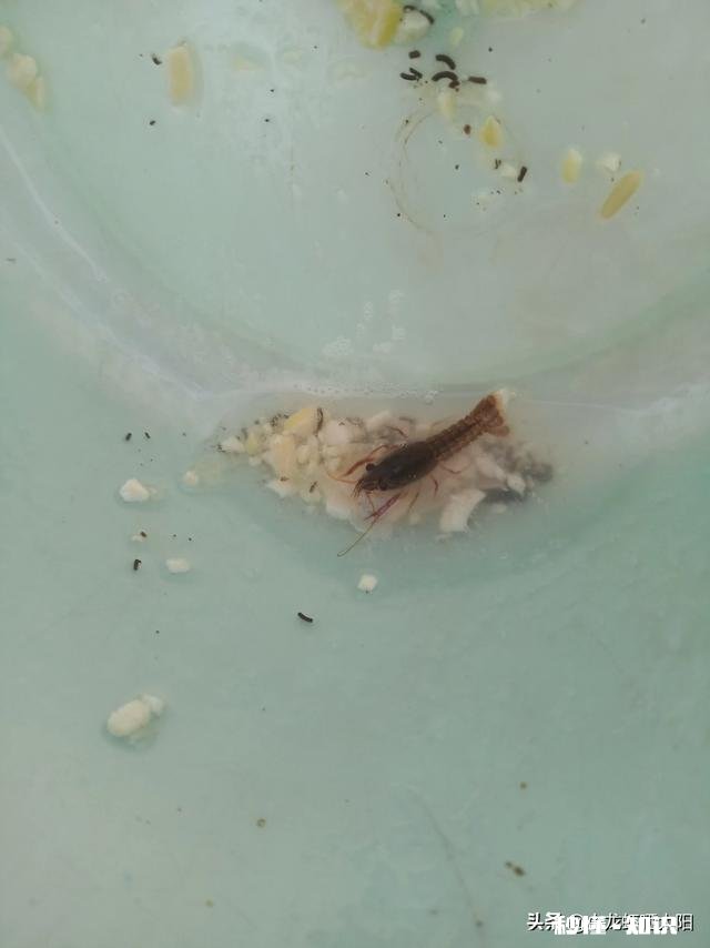 小龙虾幼苗要多少天长成三到五公分