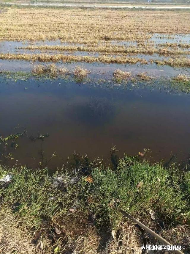 小龙虾幼苗要多少天长成三到五公分