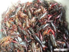 小龙虾幼苗要多少天长成三到五公分