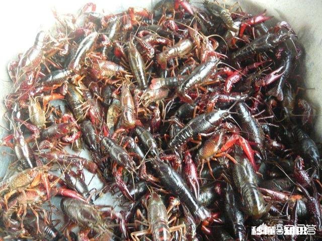 小龙虾幼苗要多少天长成三到五公分