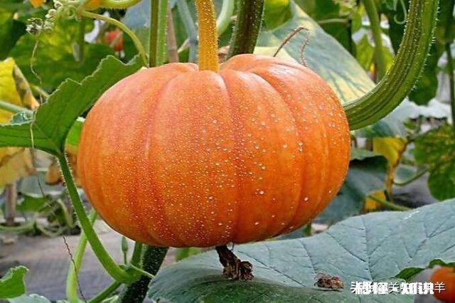 南瓜、北瓜、冬瓜、西瓜的名字是怎么来的