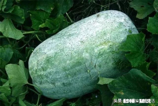 南瓜、北瓜、冬瓜、西瓜的名字是怎么来的
