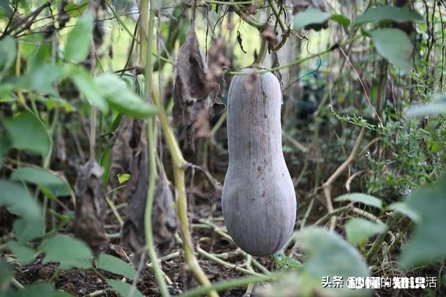 南瓜、北瓜、冬瓜、西瓜的名字是怎么来的