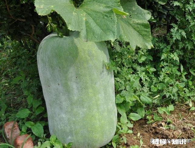 南瓜、北瓜、冬瓜、西瓜的名字是怎么来的