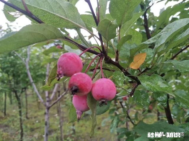 孩子刚上一年级，对语文提不上兴趣，上课也不专心听讲，怎么办