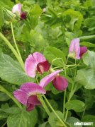 双黄蛋能孵出双胞胎小鸡吗