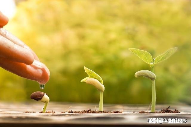 鹰和鼹鼠有哪些故事