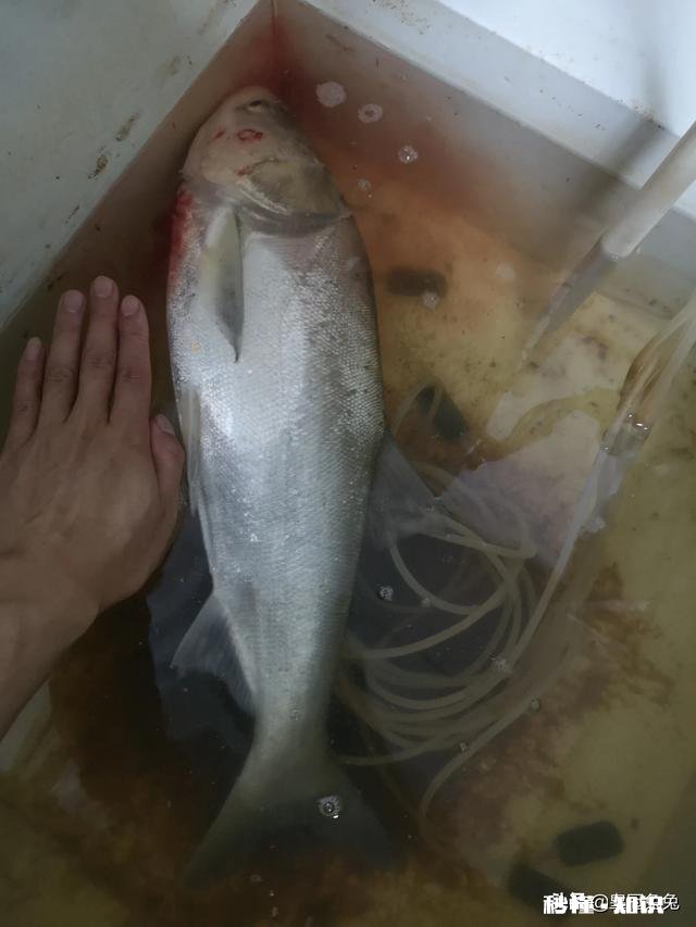 现在这个季节钓鱼用什么味型的饵料好