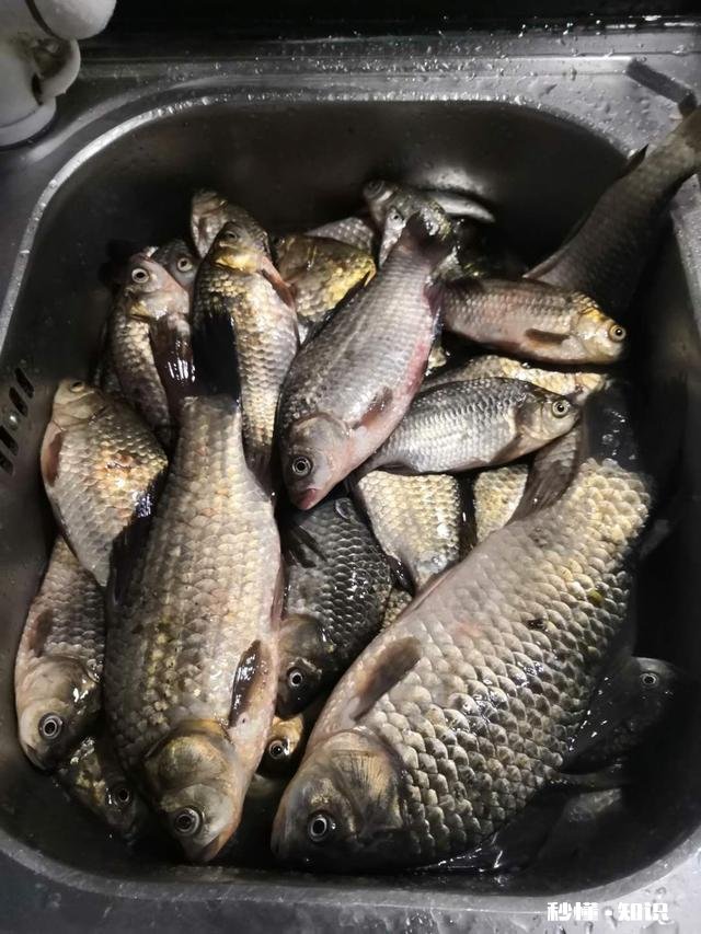 现在这个季节钓鱼用什么味型的饵料好