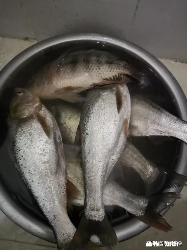 现在这个季节钓鱼用什么味型的饵料好