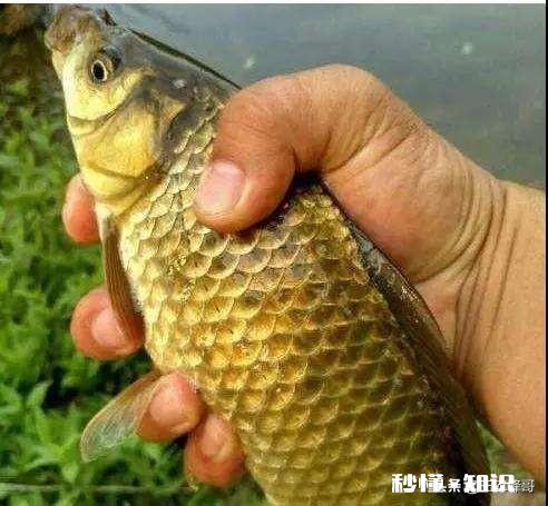 现在这个季节钓鱼用什么味型的饵料好