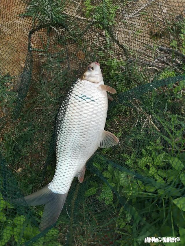 现在这个季节钓鱼用什么味型的饵料好