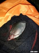 现在这个季节钓鱼用什么味型的饵料好