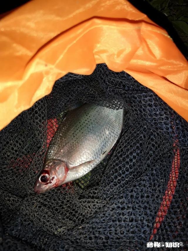 现在这个季节钓鱼用什么味型的饵料好