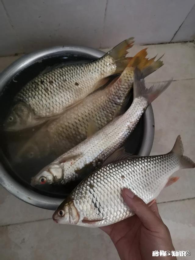 现在这个季节钓鱼用什么味型的饵料好