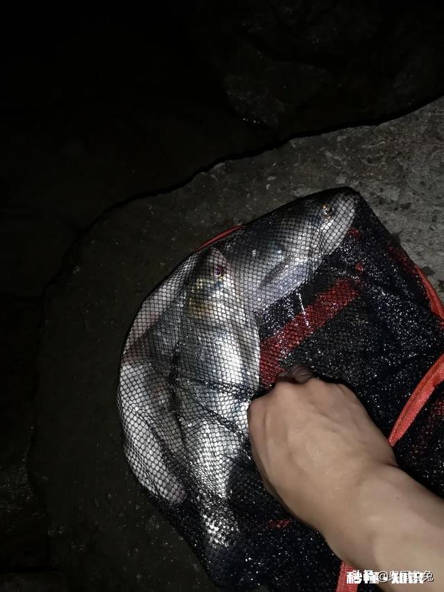 现在这个季节钓鱼用什么味型的饵料好