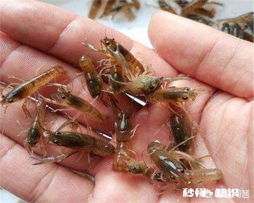 现在龙虾苗在二十四元左右，放苗有利润吗