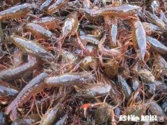 现在龙虾苗在二十四元左右，放苗有利润吗