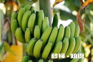 香蕉沤肥怎么做