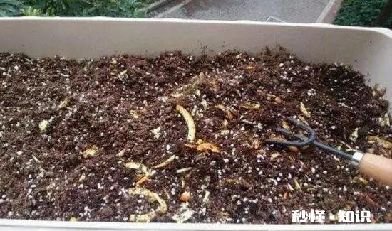 香蕉沤肥怎么做