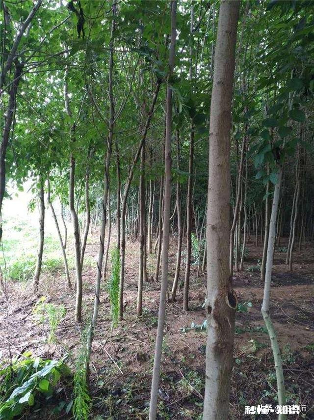 中药杜仲和杜仲树是否是一样的有什么区别吗