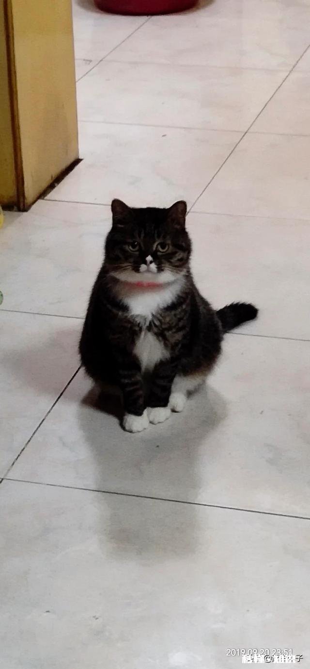 狸花猫的养得胖吗