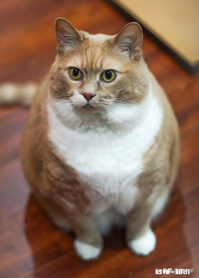 狸花猫的养得胖吗