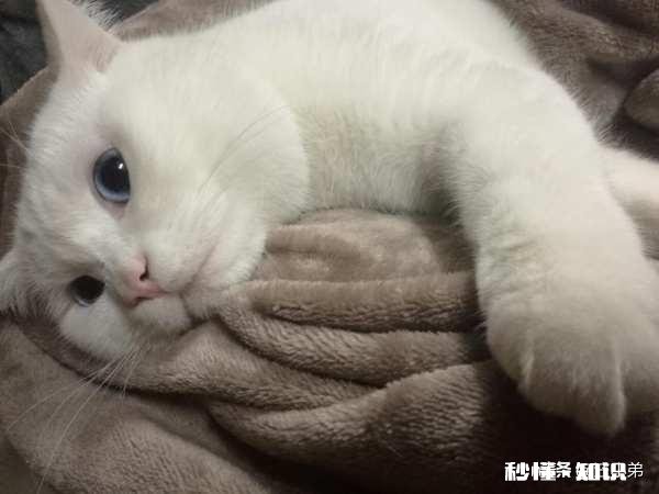 狸花猫的养得胖吗