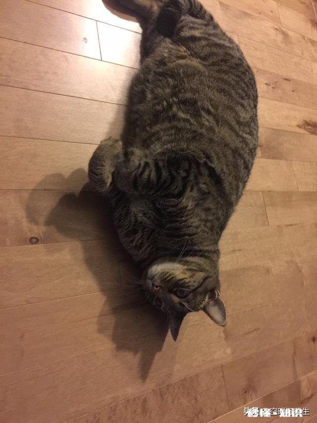 狸花猫的养得胖吗