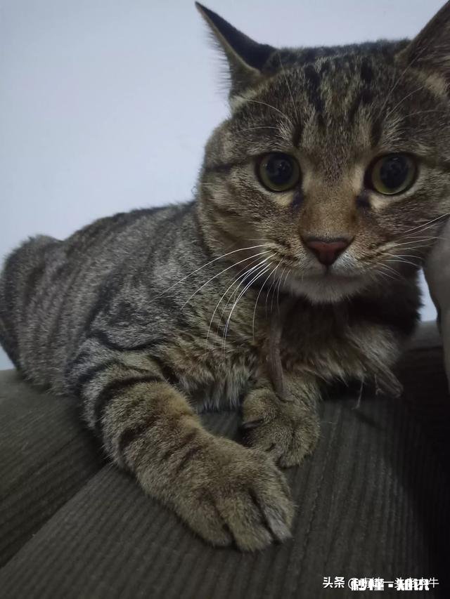 狸花猫的养得胖吗