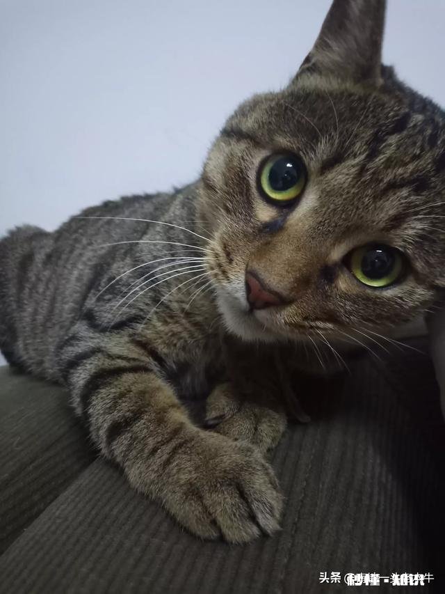 狸花猫的养得胖吗