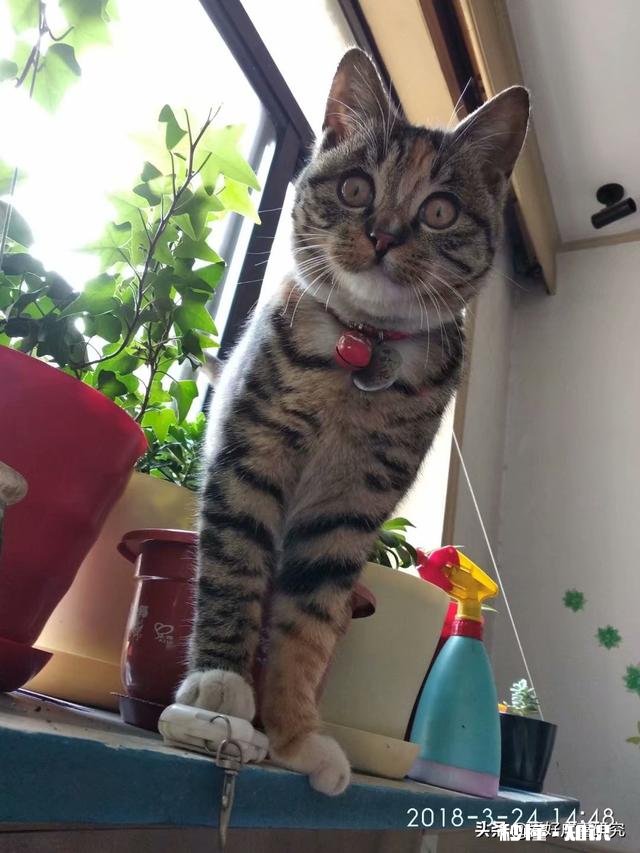 狸花猫的养得胖吗