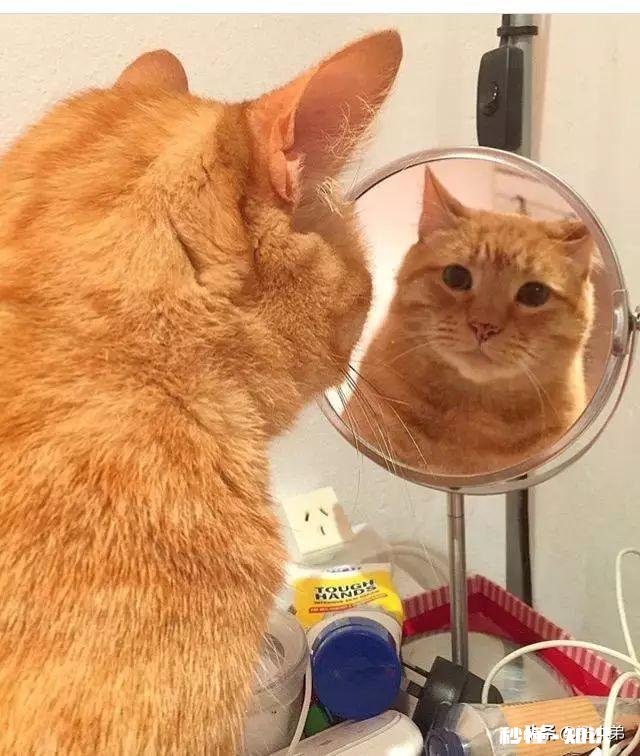 狸花猫的养得胖吗