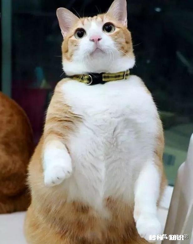 狸花猫的养得胖吗